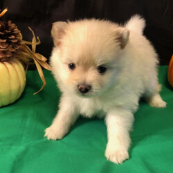Brigg/Pomeranian/Male/,Brigg is a calm and loving puppy. He just loves to cuddle on your lap and be loved. After a long day of playing with his toys, he can just relax on his bed and catch some puppy snoozes. When arriving to his new home, Brigg will come up to date on vaccinations, vet checked, and pre-spoiled! He loves to be handled and treated like the prince he is. Hurry, his bags are packed and he