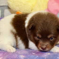 Layna/Pomeranian/Female/,I bet that you’ve never seen a puppy like me! I’m just that cute! My name is Layna and playing is my game. I can’t wait to meet my new family. We are going to have so much fun together. We’re going to go for nice walks, play lots of games, and when we’re done we’ll curl up next to each other. Do you think you could be the family for me? I hope so! Oh, and did I mention that I give world-famous puppy kisses? Don’t miss out on them!