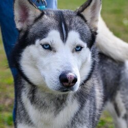 Adopt a dog:Blue/Siberian Husky/Male/Adult,Meet Blue! An owner surrender, Blue is looking for a loving forever home where he can live stress free. He needs a home with experienced owners who understand his anxiety issues and would do best in an adult home (no children). Please no homes with small animals or cats. Interested in adopting Blue? Please visit www.huskyhouse.org today to fill out an application.