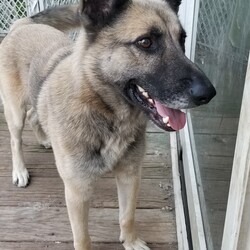 Adopt a dog:Cas/German Shepherd Dog/Male/Adult,Cas is about 3 to 4 yr old  who is a victim of society he was found as a stray and the shelter adopted him out only to be found in the streets again , he is about 60 lb housebroken and good with kids unsure of cats he is a calm boy  who loves attention he is available on a spay and neuter release which requires him to stay in NJ, Please no inquires unless you have submitted an application  if your interested please submit an application on our website www.crazyrescueladiesinc.com