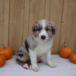 Missy/Female /Female /Australian Shepherd Mix Puppy Missy/Female /Female /Australian Shepherd Mix Puppy,Meet Missy, a happy and lovable Australian Shepherd Mix puppy ready to win your heart! This active pup is vet checked, up to date on shots and wormer, plus comes with a health guarantee provided by the breeder. Missy is family raised with children and would make a heartwarming addition to anyone’s family. To find out more about this wonderful pup, please contact Amos today!
