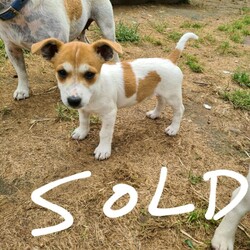Jack Russell puppies/Jack Russell Terrier/Male/Female/Younger Than Six Months,2 short haired female jack Russell puppies for sale vet checked microchipped wormed and vaccinated ready for there new homes mum and dad great parents loyal family petsMicrochip numbers900164001966935900164001966942RPBA member no 2004