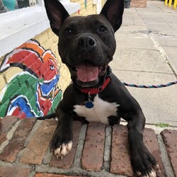 Trixie 43922/Pit Bull Terrier/Female/Adult Adopt a dog:Trixie 43922/Pit Bull Terrier/Female/Adult,Hey! My name is Trixie! I am a spunky girl hanging out at the AHS Shelters! I am a sultry, beautiful doggie with a gorgeous black coat and a cute little white patch by my heart! Three words to describe me are energetic, playful and lovable! I'm an affectionate girl who needs to be the apple of your eye, so I would do best as the only animal in a child free home. I love to get outside, play and soak up the sun running around to get some exercise. I'm yours for the taking, all you have to do is call!!!