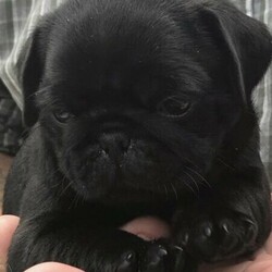 PRUEBRED PUGS/Pug//Younger Than Six Months,PRUEBRED PUGS.3x black males.2 x fawn males.Will be ready for new home 11th Dec.Happy to hold until Christmas Day.Will be wormed every 2 weeks.Vaccinated.Micro chippedVet checked.Pics of previous litter, mum and dad.Last two pic of pups now, two weeks old.Registered breederRPBA 1094.