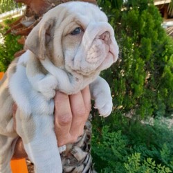 Adopt a dog:BRITISH BULLDOG PUPPIES/British Bulldog/Male/Female/Younger Than Six Months,CHOC TRI GIRL SOLD❤❤❤**Available to go to their new home 2/11/2020**Mdba member #13254Choc and Stella had a gorgeous litter