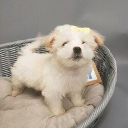 Adopt a dog:Maltese Shihtzu puppies/Maltese/Male/Female/Younger Than Six Months,HiUpdate ( the girl sold) the boy availableI have nice litter Maltese × Shihtzu puppies small size around 4 kilos when they full grown up. available now and ready to go .