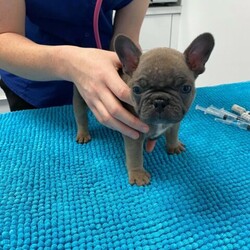 French bulldog Blue sable boy //Male/Younger Than Six Months,8 weeks old and ready to leaveMaleBlue sableMicrochipped, wormed and first vaccination.pet only papersDESEXING CONTRACTRegistered with MDBA 13882