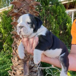 Adopt a dog:BRITISH BULLDOG PUPPIES/British Bulldog/Male/Female/Younger Than Six Months,CHOC TRI GIRL SOLD❤❤❤**Available to go to their new home 2/11/2020**Mdba member #13254Choc and Stella had a gorgeous litter