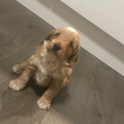 Male/Female Cockapoo is available for adoption