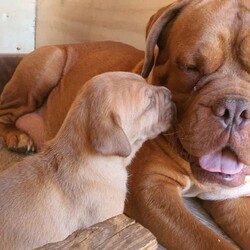 Adopt a dog:French Mastiff & Neapolitan Mastiff puppies/Mastiff/Male/Female/Younger Than Six Months,One girl left in search for an adopting family,. They 4 weeks old tomorrow, already big in size and willkeep growing to be large big dogs as you can see the parents in pictures. Mum isover 55 kg Dogue de Bordeaux andfather 70 kg Neapolitan Mastiff. This isthe first litter for our mum and she is avery good mother to her puppies.Parents are lovely gentle and loyal familyfriends . They need your attentions andlove and as they not very energetics theystill love to follow you around have abath in the dam or sleep on your legwhile you relaxing. They are very goodwith kids but you need to be watchingthem if you have young toddlers because the dogs are not aware of their weight