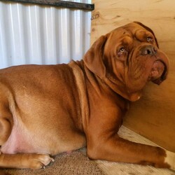 Adopt a dog:French Mastiff & Neapolitan Mastiff puppies/Mastiff/Male/Female/Younger Than Six Months,One girl left in search for an adopting family,. They 4 weeks old tomorrow, already big in size and willkeep growing to be large big dogs as you can see the parents in pictures. Mum isover 55 kg Dogue de Bordeaux andfather 70 kg Neapolitan Mastiff. This isthe first litter for our mum and she is avery good mother to her puppies.Parents are lovely gentle and loyal familyfriends . They need your attentions andlove and as they not very energetics theystill love to follow you around have abath in the dam or sleep on your legwhile you relaxing. They are very goodwith kids but you need to be watchingthem if you have young toddlers because the dogs are not aware of their weight