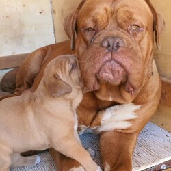 Adopt a dog:French Mastiff & Neapolitan Mastiff puppies/Mastiff/Male/Female/Younger Than Six Months,One girl left in search for an adopting family,. They 4 weeks old tomorrow, already big in size and willkeep growing to be large big dogs as you can see the parents in pictures. Mum isover 55 kg Dogue de Bordeaux andfather 70 kg Neapolitan Mastiff. This isthe first litter for our mum and she is avery good mother to her puppies.Parents are lovely gentle and loyal familyfriends . They need your attentions andlove and as they not very energetics theystill love to follow you around have abath in the dam or sleep on your legwhile you relaxing. They are very goodwith kids but you need to be watchingthem if you have young toddlers because the dogs are not aware of their weight
