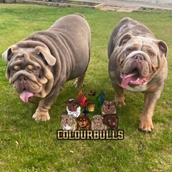 Mr Presidential Fully Suited Lilac And Tan/English Bulldog//1 year, 8 months old ,COLOURBULLS MR PRESIDENTIAL 

As soon as we did the mating that produced MR PRESIDENTIAL we knew that the outcome was going to be on another level... putting two world class dogs together was only going to produce another legend.

MR PRESIDENTIAL is son to NEMESIS and our best female at COLOURBULLS; PENELOPE.

Both parents are fully health tested clear as is MR PRESIDENTIAL.

He will be available for half price stud fee for his first 10 females and then will go up... we expect these 10 spots to taken very quickly but if you have a female due in soon and don't want to miss out on this amazing opportunity you can lock in your spot and use the half price stud service whenever your female is ready...

We will travel anywhere in the UK & SCOTLAND to make the breeding happen and to make everything as stress free as possible for yourself and your female.

We also have our own fertility clinic where we can do the progesterone testing, artificial incemination and semen prep if you require fresh chilled or frozen semen to be collected and sent you anywhere out of the UK!

Www.colourbullsuk.com

Instagram.
@colourbulls_uk