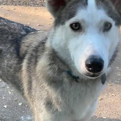 Adopt a dog:SheRa/Husky/Female/Adult,Meet SheRa! 

SheRa is a 2 year old Husky who weighs approximately 45 lbs. This sweet girl will be spayed, vaccinated, microchipped and fully vetted before adoption. She is crate trained and housebroken! 

This sweet girl is so fun and friendly! She loves all the people she meets and has an amazing loving energy. She has great manners and is friendly with other dogs and kids! SheRa is extremely athletic and typical of her breed she will need lots of exercise and stimulation. She would love a home with lots of space to explore and run around! 

If you’re interested in adopting please fill out our adoption application at the link 
www.bullluvablepaws.org/adopt 

#bullluvablepaws #bullluvablepawsandchiwawasrescue #rescuedog #rescuedogsofinstagram #shelterdog #rescuedogsrock #adoptable #adoptabledogs #adoptabledogsofinstagram #fosterdog  #fosterdogsofinstagram #dogsofinstagram #dogsofdallas #dallasdoglife #adoptabledogsofdallas #adoptdallas #adoptdontsho