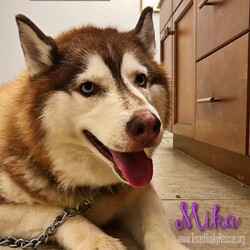 Adopt a dog:Mika/Siberian Husky/Female/Adult,Mika is about 8 and half years old.  Mika recently had knee surgery and is recovering nicely.  Mika is not a fan of the crate but outside the crate she is sweet and calm.  Mika would probably prefer to be the Queen of your castle so she doesn't have to share your love or worry about other dogs. Mika loves to cuddle and would happily by your lapdog!!