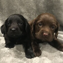 Adopt a dog:Cocker Spaniel Puppies/Cocker Spaniel/Male/Female/7 weeks old ,Stunning litter of 4 working type cocker Spaniels.

ONLY 1 BLACK MALE AVAILABLE

2 chocolate Females
1 chocolate Male
1 black Male.

Mum is our family pet and is a working type cocker spaniel, She is here to be seen with the puppies at all times, She is a joy to own, Has a great temperament, Very typical lively cocker spaniel who loves to please.

Dad doesn’t belong to us he was a stud dog, An equally beautiful dog with a great nature and loving temperament.

The puppies will be weaned onto dry puppy biscuits, Will have first vaccine, Also be microchipped with details explaining how to change into your name, The puppies will also have a general puppy health checkup by my vet, All of which is documented.

The puppies will be well socialised around our other pets, Used to children, And a general busy family household, Used to all household appliances etc.

The puppies will not leave until they are at least 8 weeks old.

We are now doing viewings via WhatsApp or FaceTime calls only due to the current situation (Covid-19) and current government guidelines. If we both agree on a sale we require a deposit of £500 to secure the puppy of your choice, Receipt can be sent via email, Please note deposits are non refundable unless anything should happen to the puppy while in my care.

For any more information or to arrange a video call viewing please call anytime.

Thanks for viewing!