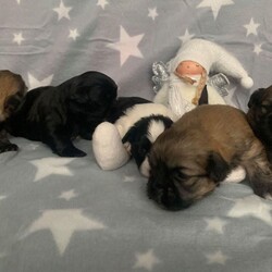 Shih Tzu Puppys For Sale!!!!/Shih Tzu//3 weeks, 4 days old ,I have 5 beautiful shih Tzu puppy's 3 boys and 2 girls. the mother is 2 years old cream shih Tzu and dad is 1 year old chocolate brown kc registered shih Tzu. the pups will be ready to leave on the 24th of December and they will have all there vaccinations, worming and microchip done. we will ask for a £250 non refundable deposit to secure the puppy which will all ready be included in the price.

brown girl 
black and white girl
brown boy (reserved)
brown boy
black boy