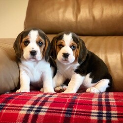 Beautiful Beagle Boy Available/Beagle//9 weeks, 1 day old ,Beautiful litter of tri coloured beagle puppies, Really good quality strong and chunky pups, mum and dad both have fantastic temperaments and are good models of the breed 

Puppies will come 
Fully vet checked
First full vaccine 
Microchipped 
Fully Wormed 
Flead to date 

Ready to go to their forever homes 
Girl on left in pictures 
Boy on right in pictures 
Both currently still available