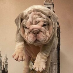 Quality English Bulldog Fullsuit Boys/English Bulldog//6 weeks, 6 days old ,Hi up for sale is 2 amazing quality boys.

1 fullsuit lilac Merle boy 
1 fullsuit lilac and tan boy 

£500 non refundable deposit 

These boys have some of the best pedigrees out there and have wanted for nothing. They all have had the very best start in live . They are very short and compact perfect structure full rope short and compact. These boys will make amazing future studs or family pets mum is my chocolate Merle girl and dad is a very well know stud dog Malcum who is a nemesis son from burleybullz pic of mum dad and grandad on add any info please call or text thank you Michael