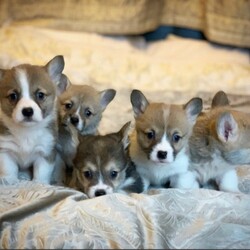 Beautiful Kc Pembrokeshire Corgi Puppies/Welsh Corgi Pembroke//8 weeks, 2 days old ,our beautiful corgi has 5 wonderful little puppies, mum and dad both have fantastic temperaments and are extremely loving 

Puppies have been well socialised and will come
Kc registered 
fully vet checked 
Microchipped 
First full vaccine 
Wormed and flead to date 

Socially distanced viewings welcome