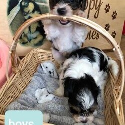 Biewer Terrier Puppies/Biewer Terrier/Mixed Litter/8 weeks,Fifi - Reserved
Fiona - £2700
Filip - £2500
Freddy - £2500
8 week old Biewer Puppies ready to go to loving forever homes next week.
My puppies are raised in a loving home with my family Biewers and Yorkshire Terriers.
Both parents can be seen.
All puppies are toilet trained.
Puppies have 1st vaccination , vet checked, wormed and microchipped.
They will come with their own pet bed, food and also toys.
Could you offer my Happy Puppies a loving home?
Deposit is not refundable.