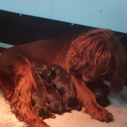 Adopt a dog:Stunning Cockapoo Puppies/Cockapoo//4 weeks, 1 day old ,Our gorgeous kc reg red working cocker spaniel girl Mel has had her stunning healthy litter of puppies,they are being partially weaned on raw food and love it,mum has the most beautiful nature and has been a pleasure to watch her mother these wee beauties,dad (rambo)is an apricot miniature poodle with the most amazing temperament..we have 5 boys and one beautiful girl,(only for sale to 5*forever homes) all babies have been wormed at wk 2 and 4..then will be at 6 before Health checked,vaccinated,microchipped,puppies will be ready to leave on the 24th dec and will leave with a scented blanket with mothers scent...a deposit (non refundable) of £600 will reserve your puppy..
