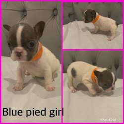 Adopt a dog:Stunning French Bulldogs For Sale/French Bulldog//5 weeks, 5 days old ,Im am very excited to announce that my beautiful loving girl treacle has given birth to 8 beautiful puppys my girl is blue and tan and is 5 generation pedigree she’s has many championship bloodlines and is all round fun and loving. she is such a brilliant mum I’m so proud of her. dad is the famous Bentley lilac and tan quad also 5 generation pedigree with championship bloodlines. Both mum and dad are fully heath tested. Puppy’s will be used to house hold noises and children as they will be raised in our family home these pups are top quality and no exspence has been spared!!

Puppy’s will leave 
* fully heath checked 
* all vaccinations up to date 
* flead and wormed 
*microchipped 
*5week free puppy insurance 
*kc documents 
* puppy pack with blanket with scent of mum and current food they will be on and also a lifetime of advice and support 
A deposit of £300 will reserve the puppy of your choice 

Red collar blue pied boy £3000
Blue collar blue and tan boy SOLD
Black collar lilac pied boy SOLD
Green collar lilac and tan boy £3500
Yellow collar blue and tan girl £3500
Purple collar lilac and tan girl £4000
Orange collar blue pied Girl £3000
Pink collar lilac and tan girl £4000

Puppy’s will be ready to leave for there new loving homes on the 13thDecember but willing to also keep them an extra week to the 20th December for Christma