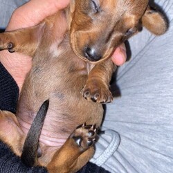 Mini Dachshund Puppies For Sale/Miniature Dachshund//2 years, 8 months old ,Born 8.11.20

Beautiful KC reg puppies
PRA clear 
Our beloved pet dog Luna, has had her first litter to carry on my late mother’s name (her KC name is after her.) 

She is silver dapple from a champion blood line, and the dad is also KC reg and PRA clear (pics available).

She has had 4 pups on 8th November 2020..

Mum and babies will be available to see early December. All pups will be vet checked, wormed and come with papers.

Black and Tan girl £3200 (sold)
Black and Tan girl £3200
Red dapple girl £3200
Deposits will ensure first pick of the litter.
They will be brought up in a loving family home with kids.
Puppies are available to be homed early January 2021

£300 deposit required