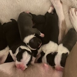 3 Pups Left Black White Seal White Boston Pups/Boston Terrier//2 weeks old ,Our beloved pedigree lilac Boston terrier has self Welped her first litter of 6 beautiful puppies. Puppies are going to be reared in our loving family home surrounded by children, all pups have excellent markings and they all have a full white collar! Mum is a medium sized lilac Boston and dad is a black and white Boston coming from wildax blood lines, we are looking for their loving forever home from 08/01/21. updates on progression will be sent. 
Viewings at anytime are welcome 

We have 4 girls and 2 boys 

3 x black/white 1 x seal/white Girls 
1 x black/white 1 x seal/white Boys 

All pups will come with the following

* full health check 
* micro chip 
* first vaccination 
* KC registerd 
* puppy pack 
* 4 week free insurance 

Deposits will be required to reserve a pup any queries don’t hesitate to contact [telephone removed] x Seal/white girl reserved 
2 x Black/white girl reserved