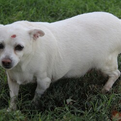 Adopt a dog:Gracie/Chihuahua/Female/Senior,EMAIL:  stonecliffeadoption@gmail.com for an application. 
Website: http://www.stoneclifferescue.org

Adoption Fee 
Age: 10 ish
Current weight: 17 lbs

Gracie is another one of the three dogs taken in together.  Their owner had to go into a home and has no family.  She loved Gracie a little too much.  Gracie is now on a diet and hopefully we get her weight down.  She's is very sweet and just loves everyone.  Gracie has a old lady growth on her head that we are going to remove as well.  We are just wanting to find this sweet girl  a forever home.