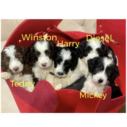 Beautiful Spoodle puppies ///Younger Than Six Months,A gorgeous Spoodle litter available now for pick up at 8 weeks old with 4 boys left !BIN0004783130243 and registered with Responsible Pet Breeders Australia 1611Price is firm - Messages asking for a negotiated price will not be replied to.Automated gumtree messages will not be replied to.Please read the entire add before replying.Available are:4 BoysMickeyWinston (dark chocolate)DieselHarry PawtterOnly make contact after checking with everyone in the family that they agree to a puppy and that this is the Spoodle they want.No time wasters please.Parents are healthy and DNA tested and approved together.Will come to you vaccinated, microchipped and wormed.Please no interstate enquiries for the moment (unless you are not too far from the border and can pick up by car- No ✈️ sorry).Both Parents here to meet. Mum is the most beautiful looking Cockalier ( cocker spaniel x cavalier, 13kg) and dad is a handsome purebred mini parti poodle (6.5kg). Puppies are raised indoors in a loving home environment with plenty of stimulation and socialising. The sibling displayed from the previous litter shows the amazing quality of the combination of these two parents with a gorgeous teddy bear like fleece coat.These puppies are first generation which has produced lovely non shedding fleece coats for each puppy. Size wise they will be knee height and around 10kgs.They adjust to apartment life and a house with a backyard equally well and once they get all their puppy playfulness out they love to curl up next to you. They love kids and are a sweet gentle temperament with no mean bone in their body.—>First contact should be a message about why you have chosen one of my puppies and what type of home you are offering the puppy. Appointments made only for people coming to buy a puppy. No timewasters or indecisive people.Once you contact me I will give you a call back. Please don’t contact me if you are not ready to buy my puppy now or are still deciding on the dog or the breed.If add is up puppies are availableAbout Spoodles:Their long cocker spaniel ears, dreamy puppy dog eyes combined with the long lashes make them simply irresistible.