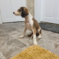 Saluki/Saluki/Male/9 weeks,2 pure bred saluki pups 9 weeks old flead wormed every 2 weeks inoculation and vet checked with paper work there now ready for there forever homes both mom and dad are available to be viewed this is the best line of saluki in the UK phone for further details