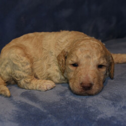 Banner/Goldendoodle/Male/,Meet this handsome boy, Banner! He's a spunky little dude that knows how to keep you on your feet. He loves anything stuffed and his head tilts whenever he hears a squeak. This little guy will be sure to amuse you with a lifetime of memories. He loves walks and to be outside. Night time is the best time however, when he snuggles up to you and puts his head on your shoulder, it's just priceless. He will come to his new home up to date on his vaccinations. Banner is truly one of a kind, so hurry and pick him! He will be sure to shine and make every day for you a happy one.