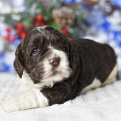 Fate/Cocker Spaniel/Male/,This is Fate. He is ready to come home and be your best friend. As soon as you walk in the door, he'll be right there to greet you with his wagging tail. Fate will be up to date on vaccinations and pre-spoiled when arriving home to you. Call about this sweet little guy today before it's too late and you miss your chance to add this loving pup to your family!
