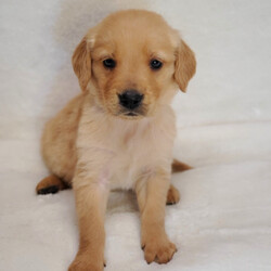 Cooper/Golden Retriever/Male/,Meet Cooper! He is sure to make your life complete with every puppy kiss and tail wag. He is a wonderful little guy who loves to cuddle, but also knows how to play and have a good time. Cooper will come home to you current on vaccinations and with our vet's seal of approval. Don't miss out on this one-of-a-kind puppy, as he will bring your family closer together with his infectious energy and warm heart!