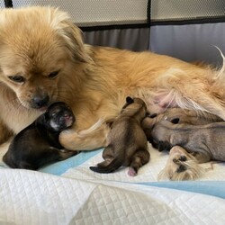Adopt a dog:Tibetan Spaniel Puppies/Tibetan Spaniel//Younger Than Six Months,4 Beautiful PuppiesFemale) Light Sable with white chest and socks (sold pending)Male 1) Dark sable with white chest and socksMale 2) Light sable with white chest and socksDOB - 28/12/20Ready for homes 22/2/21Both Mum and Dad have exceptional temperaments and puppies are raised in a loving family environment. Fed quality puppy food.All will be wormed, vaccinated and microchipped.Feel free to text or call for more information/photos of the pup your interested in. RPBA3156BIN0004828193689