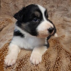 Adopt a dog:Collie pups/border collie/Female/5 weeks,Quality Non KC collie pups, two black/white tri bitches £1400. OVNO Sire and Dam are our family pets and have excellent temperaments, and are good with other dogs.The puppies are receiving 24/7 care and will be microchipped, wormed to date, and have their first vaccination. Each puppy will come with a puppy pack i.e. food, toys, treats, and blanket. Any questions please don't hesitate to ask. Thankyou for taking your time to look Sharon.