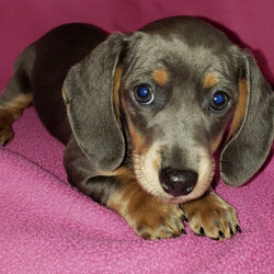 Sonya/Dachshund/Female/,Hi there! My name is Sonya and I just know that we are meant to be. I have been dreaming of coming home to my new family and I sure hope that it is you! I promise that we will have lots of fun together. We can spend all day playing if you'd like. Whenever you get tired, I will be right there to cuddle up by your side. I'll be healthy, too so I will be ready for anything that you have planned. Please bring me home, I want to start my life with you!