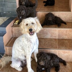 Adopt a dog:Wanted: Labradoodle Male - WANTED/Other//Younger Than Six Months,Labradoodle maleMust be F1preferable of Labrador and Poodle on mainsMust have all cleared genetic testsPreferably with hip and elbow test tooSmall - medium, no bigger than 19kgPlease contact or no later by end of 2021NCIP Breeder #9002346