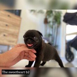 Adopt a dog:Black Female Pugs avail 8th of February for lifetime homes./Pug//Younger Than Six Months,adorable purebred Pug puppies available at 8weeks old 8th of February for lifetime homes.
