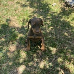 Doberman puppies///Younger Than Six Months,