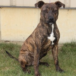 Adopt a dog:Grishom/Boxer/Male/Young,Grishom is an 8 month old male Boxer/ Mountain Cur mix that came to us as a stray.  He is very happy and active, as most pups his age are!  He loves people and other dogs, though we have not yet tried him with cats.  He would love to get out and play and will need a fenced yard to keep him home and safe.  He is at a great age to train and will make a wonderful addition to your family.

If you would like an application go to our website (https://humanesocietypc.com/) and download one and email it back as a Word or PDF document. Please no Google documents.

This dog's adoption fee is $190. That fee includes spaying/ neutering, microchipping, deworming and vaccinations.