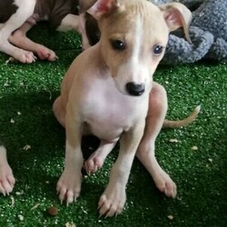 Adopt a dog:Purebred Italian Greyhound pup/Italian Greyhound//Younger Than Six Months,One little boy leftSold pendingDue to a change in circumstances we have one male left from our current litterPlease contact us via email or message only due to our limited mobile coverageTo approved home only, application process will need to be completed prior to being considered.Raised using early neural stimulation and enrichment practicesVolhard temprement tested to ensure they are placed in only the best circumstances for themFed on premium BlackHawk food and home grown produceCome with 6 weeks complimentary pet insuranceCome with a lifetime health gaurentee as well as a no questions asked buy back gaurentee for change in circumstancesContinual breeder support for all aspects of canine behavior and husbandryFacilities, breeding practices, canine health and welfare annually audited by qualified vetsFull registration through RPBA 2026Member of BlackHawk Master Breeder program offering ongoing discountsReferences availableVisiting us, meeting our dogs and viewing their high standard of living highly encouragedVet checked, Microchipped and VaccinatedWormed with drontal puppy syrup at 2,4, 6,8,10 weeksAvailable at 10 weeks for local families with drive time no greater than 5 hours or 12 weeks for interstate transport with limitations on mode of travel and distance