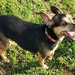 Adopt a dog:Zaz/Miniature Pinscher/Male/Adult,You can fill out an adoption application online on our official website.

Miniature pinscher mix ZAZ is looking for a furever home with someone looking for a constant companion. Zaz is 8 years old and 24 lbs, but he needs to drop a few lbs. Zaz needs a home where he gets all the attention. He would prefer to be an 