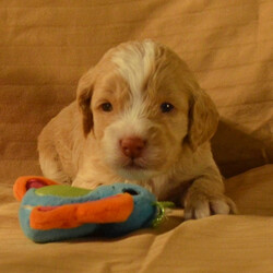 Miner/Cockapoo/Male/,I bet that you’ve never seen a puppy like me! I’m just that cute! My name is Miner and playing is my game. I can’t wait to meet my new family. We are going to have so much fun together. We’re going to go for nice walks, play lots of games, and when we’re done we’ll curl up next to each other. Do you think you could be the family for me? I hope so! Oh, and did I mention that I give world-famous puppy kisses? Don’t miss out on them!