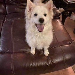 Adopt a dog:SNOWBALL/American Eskimo Dog/Female/Adult,SNOWBALL is fostered near Cincinnati, OH. 

She is 5.5 years old, 46lbs of standard female Eskie, vetted, chipped and spayed. She is on a weight loss program with her foster parents. 

She is a physically strong and is an active young girl, she does pull on a leash, so they are working with her on that.  She does do some simple commands.  She is good with cats. She enjoys playing and running with the other Eskies, and is a wannabe alpha.  She LOVES TO BARK! So no apartment life for her.  

She is very affectionate and playful with her foster Mom.  

She is fostered near Cincinnati, OH.