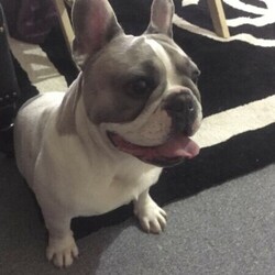 French bulldog/French Bulldog//Younger Than Six Months,French bulldog , puppies looking for there forever homes , they will come limited pet only papers ,mains on application , and first vaccination, microchipped, wormed , groomed , there baby toys , a blanket that smells like there mum , so they don’t miss her too much , a puppy pack , full history of food they eat , I’m a registered breeder with the mdba .breeders number 17703 ..... ph ******3451 ... ready too leave home on 30/1/2021puppy chip-956000013321221 puppy chip -956000013323792 puppy chip -956000012885868 puppy chip-956000012885869 puppy chip-956000013177796 puppy chip-956000012889977 ... REVEAL_DETAILS 