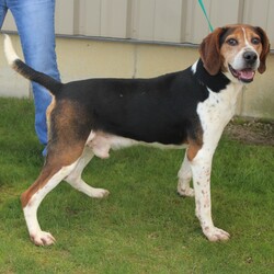 Adopt a dog:JD/Treeing Walker Coonhound/Male/Adult,JD is a 4 year old male Walker Hound that was picked up by the Dog Warden as a stray.  Perhaps he was hunting and didn't do well and was left behind, or maybe someone just didn't want him anymore.  We are here to change that for him and get him into a home where he can become the sweet companion that hounds can be.  He is very strong and has no leash manners, but he is learning and will get better with that.  He will definitely need a fenced yard to allow him his 