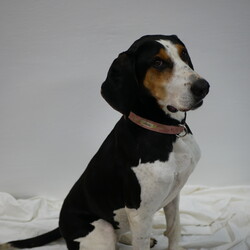 Adopt a dog:Clarabelle/Treeing Walker Coonhound/Female/Adult,Clarabelle is approx 8 year old treeing walker coonhound. She is a fun loving girl that loves to play outside. She does need a fenced in yard. She is shy with new people so she needs to meet someone several times before she is comfortable with them. But once she is comfortable with you she will love you for life! 
Her best friend is Jet and they love to romp around with each other. She can be selective with making new dog friends. 
She will need a house that is quiet and doesn't have a lot of new people coming over.