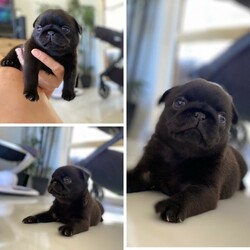 Adopt a dog:Black Female Pugs avail 8th of February for lifetime homes./Pug//Younger Than Six Months,adorable purebred Pug puppies available at 8weeks old 8th of February for lifetime homes.
